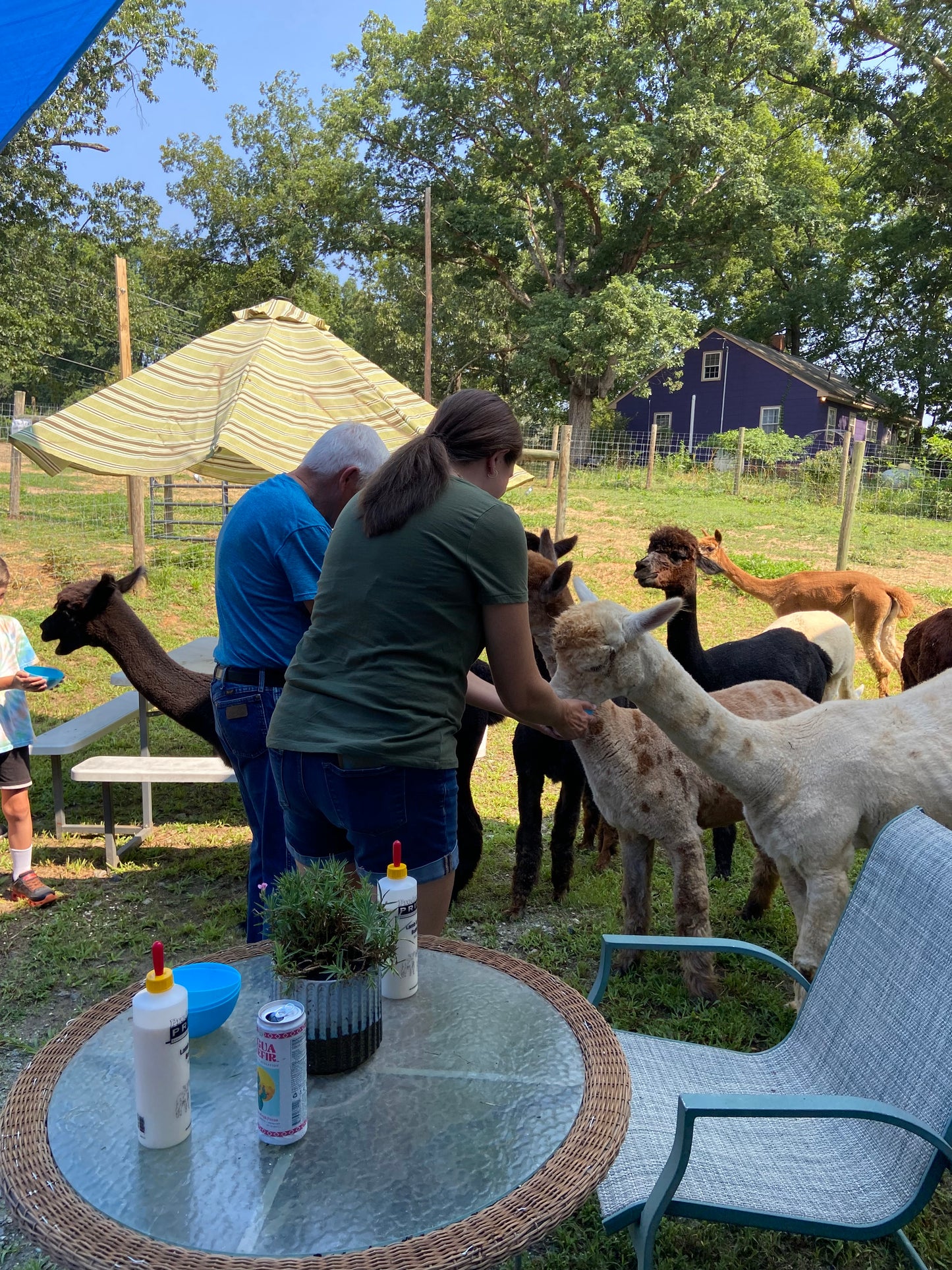 Private Group Alpaca Interaction