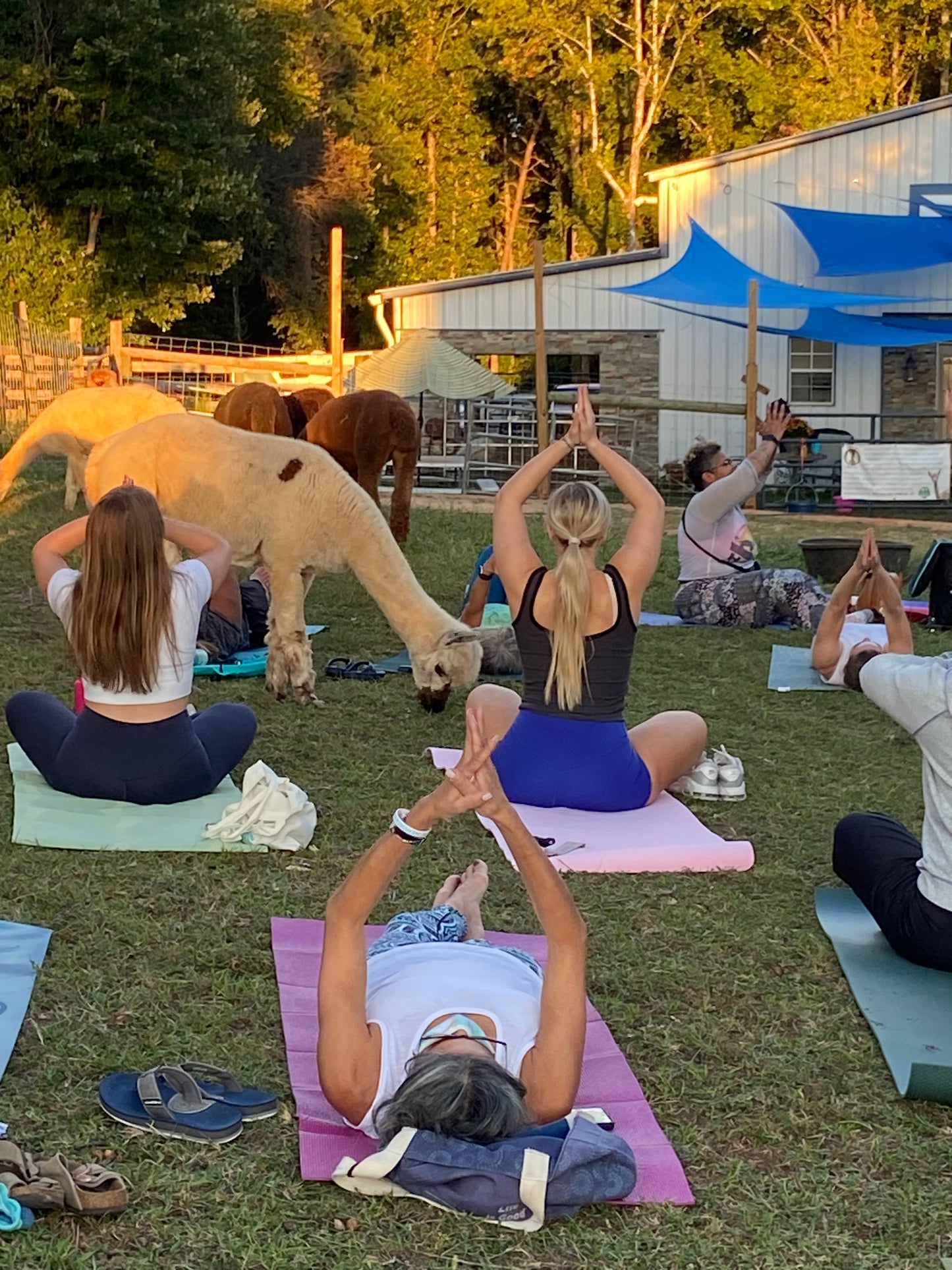Alpaca Yoga