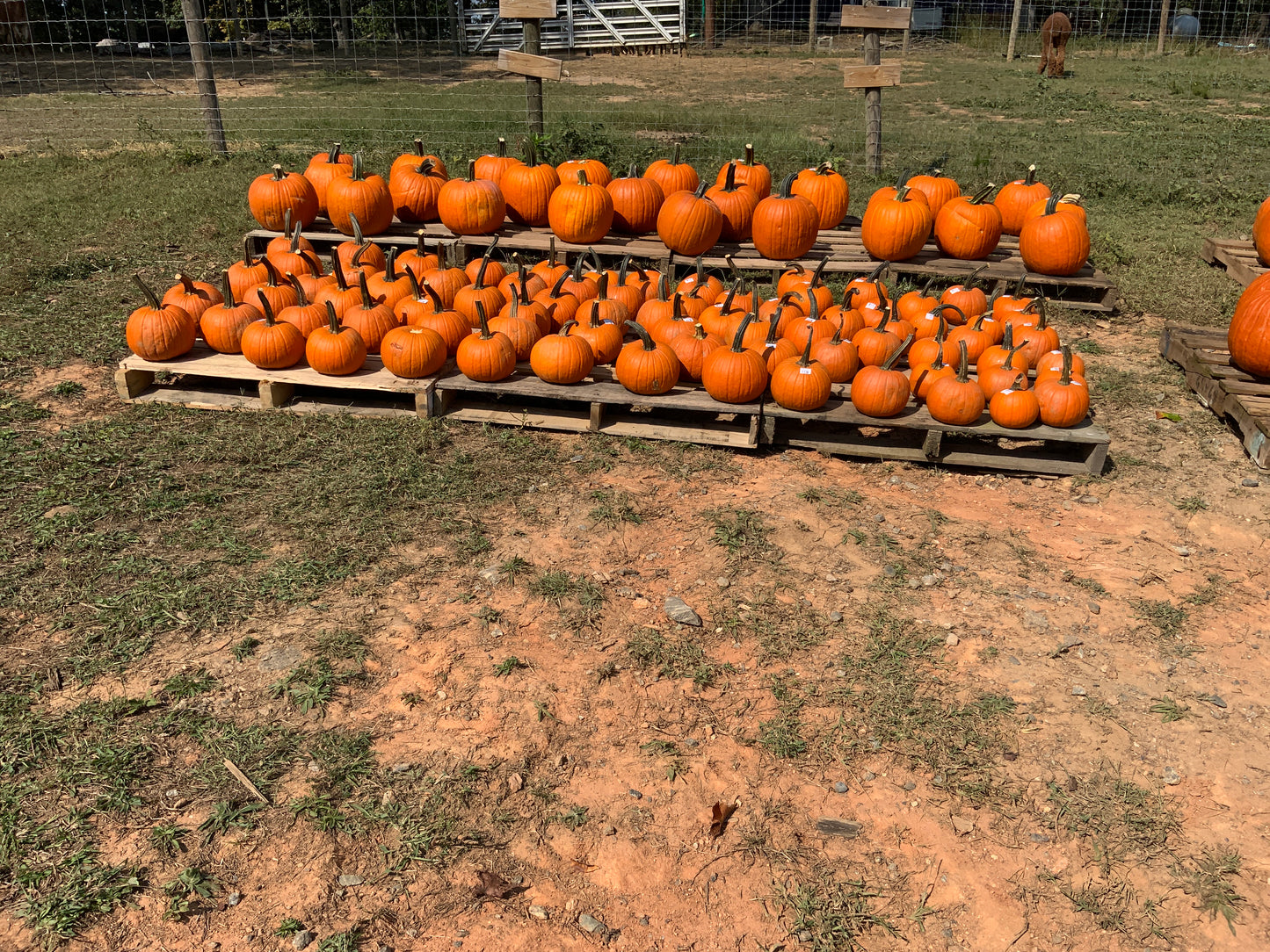 Field Trip Pumpkins