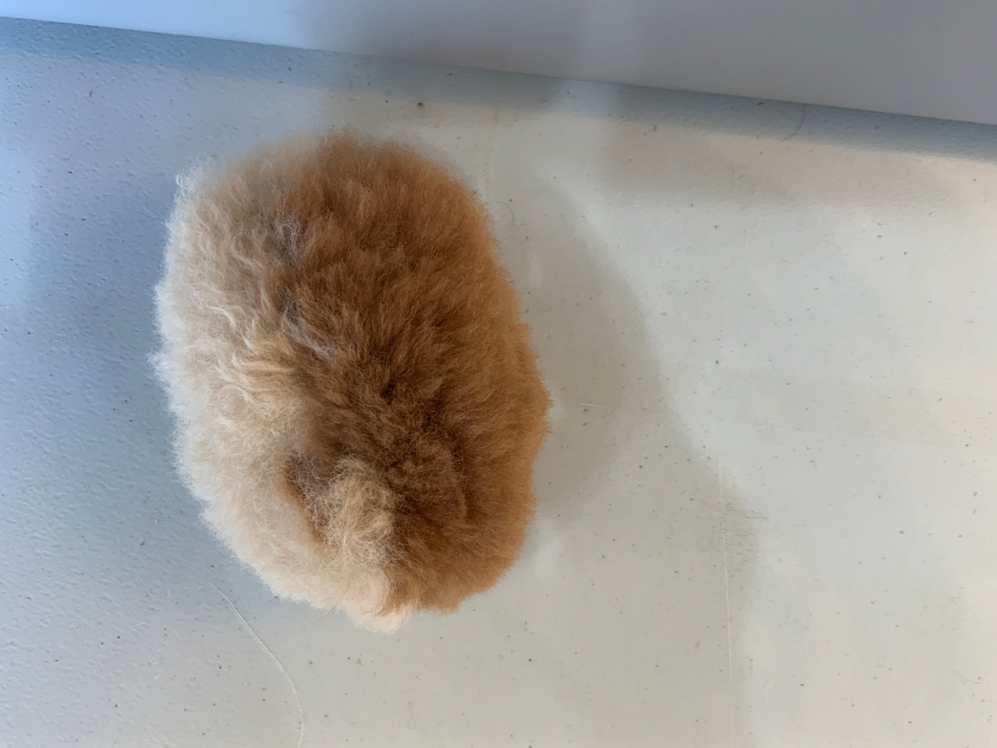 Guinea Pig Toy