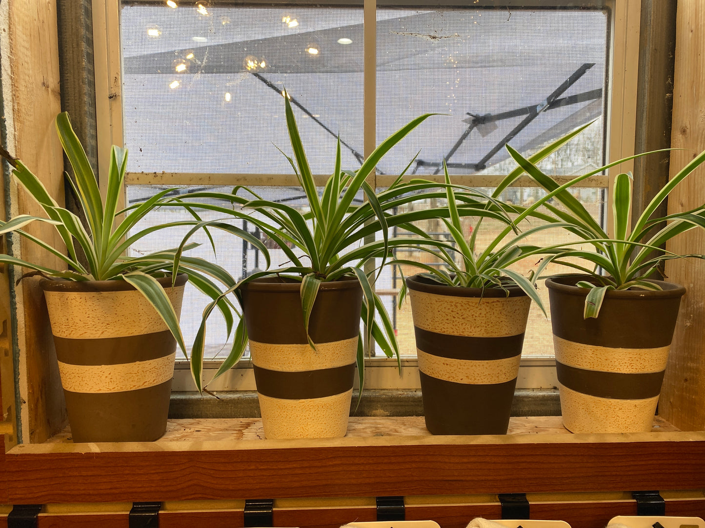 Spider Plant