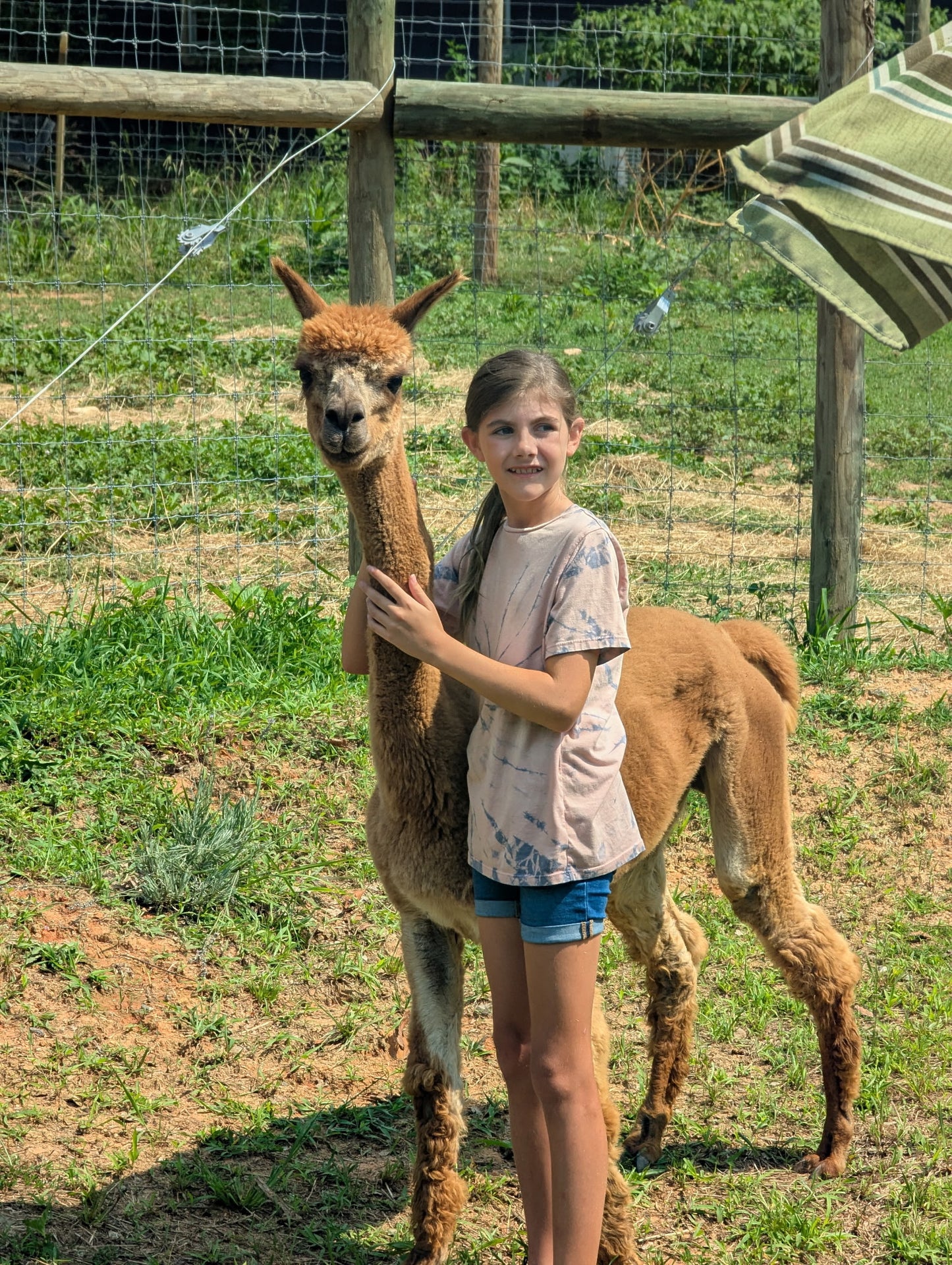 Private Group Alpaca Interaction