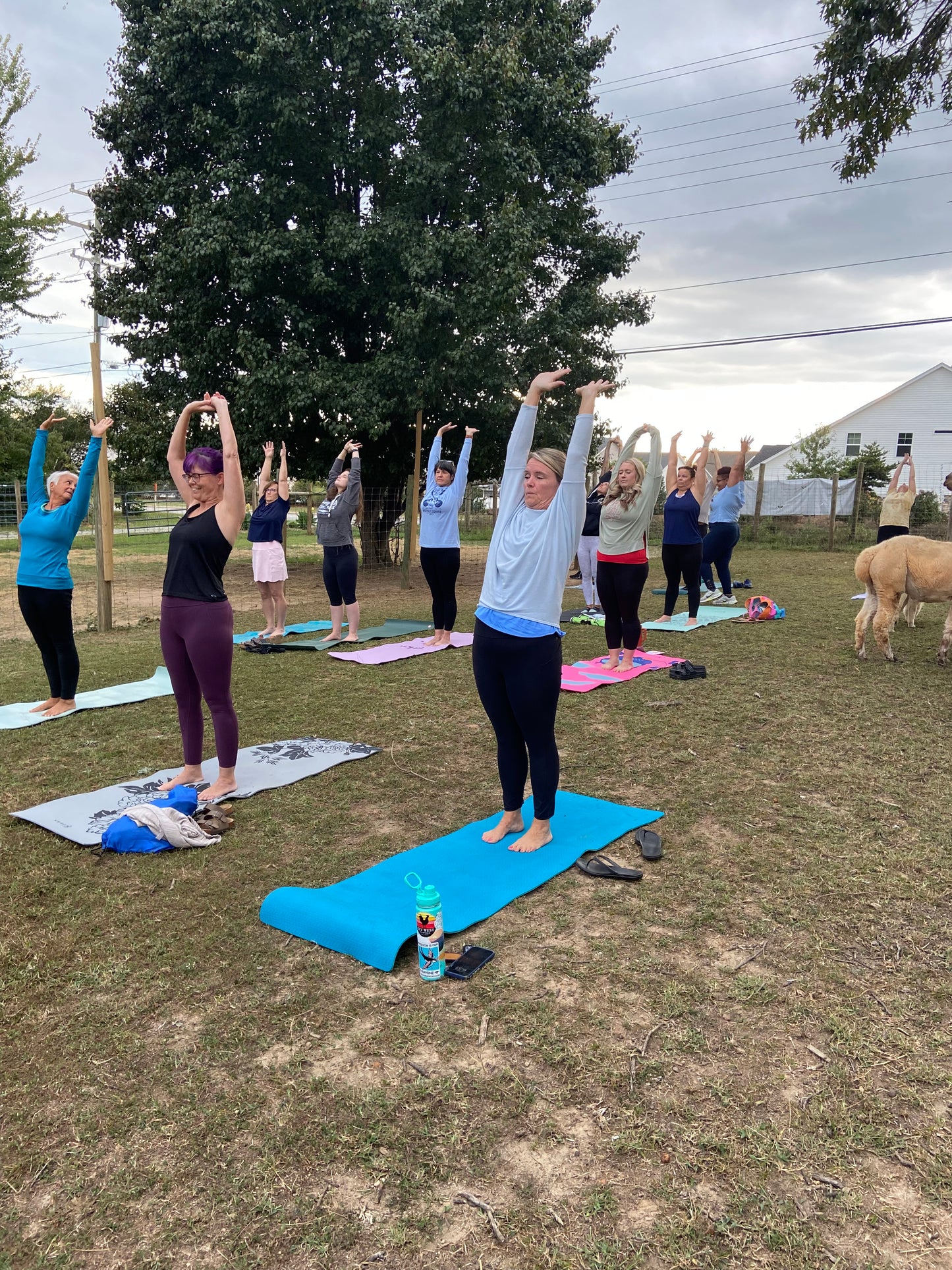 Alpaca Yoga