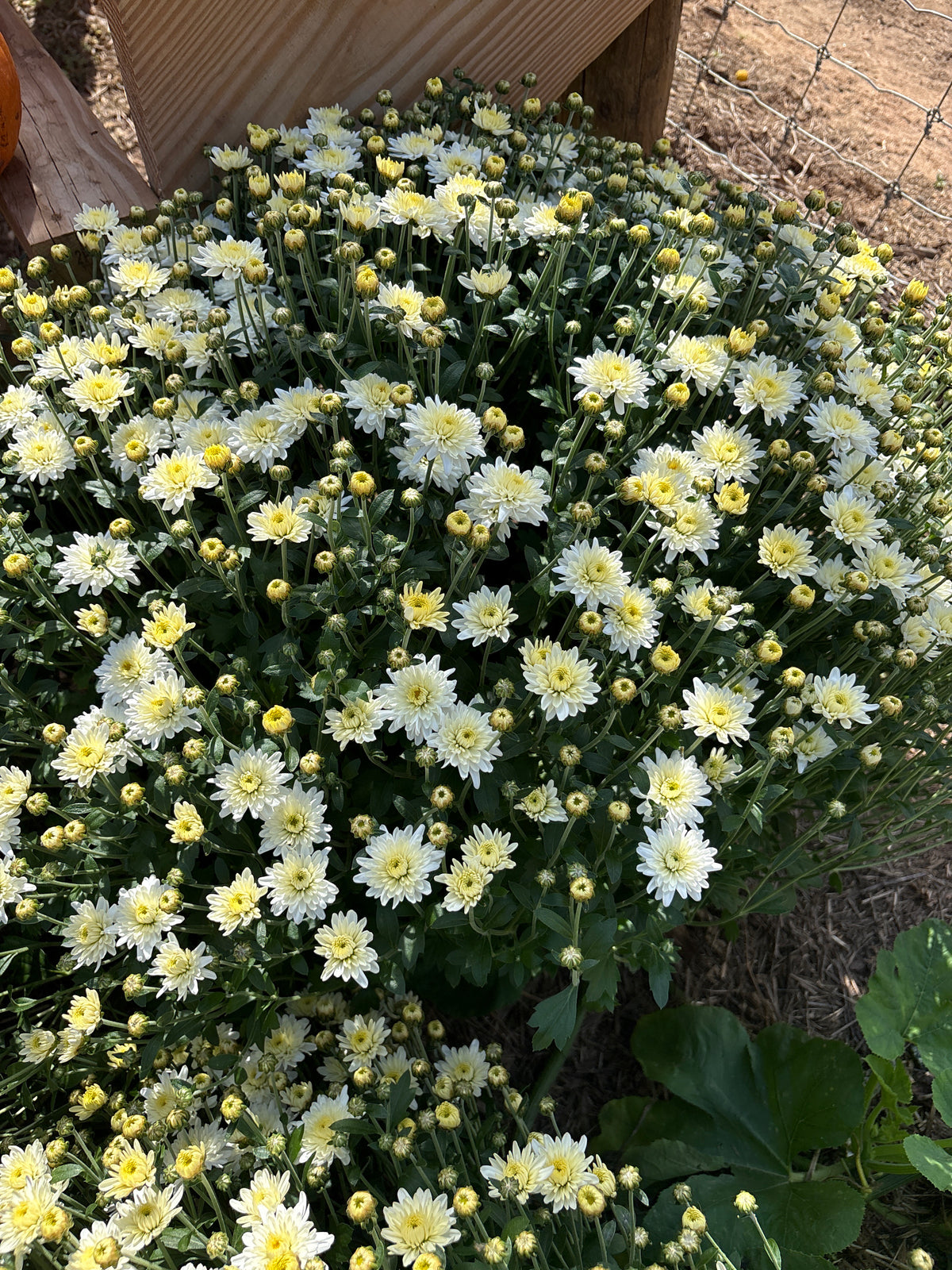 Mum's - 2026 Fall