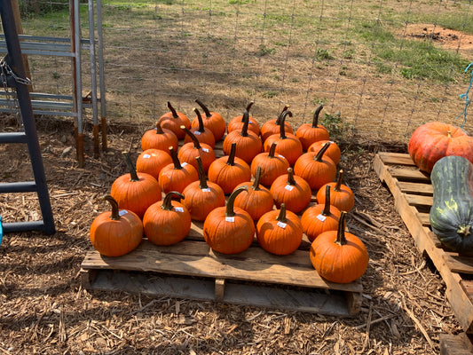 Field Trip Pumpkins