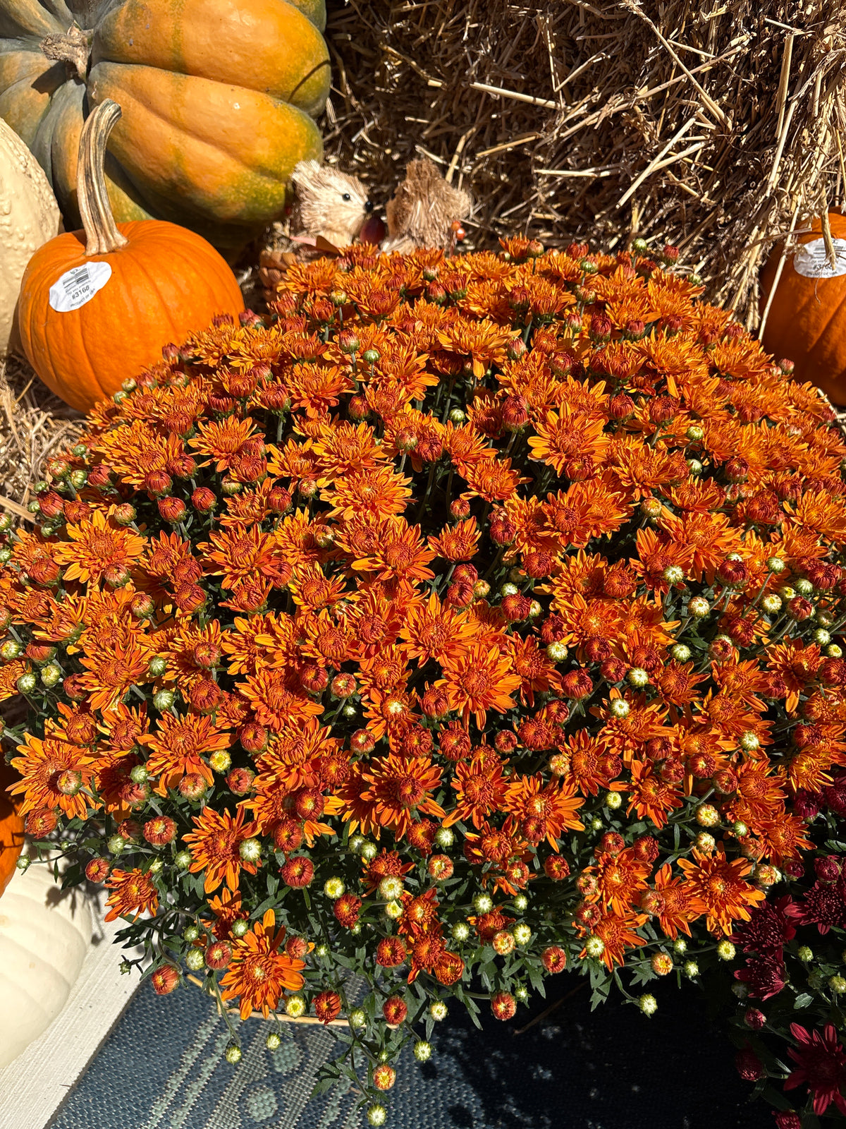 Mum's - 2026 Fall