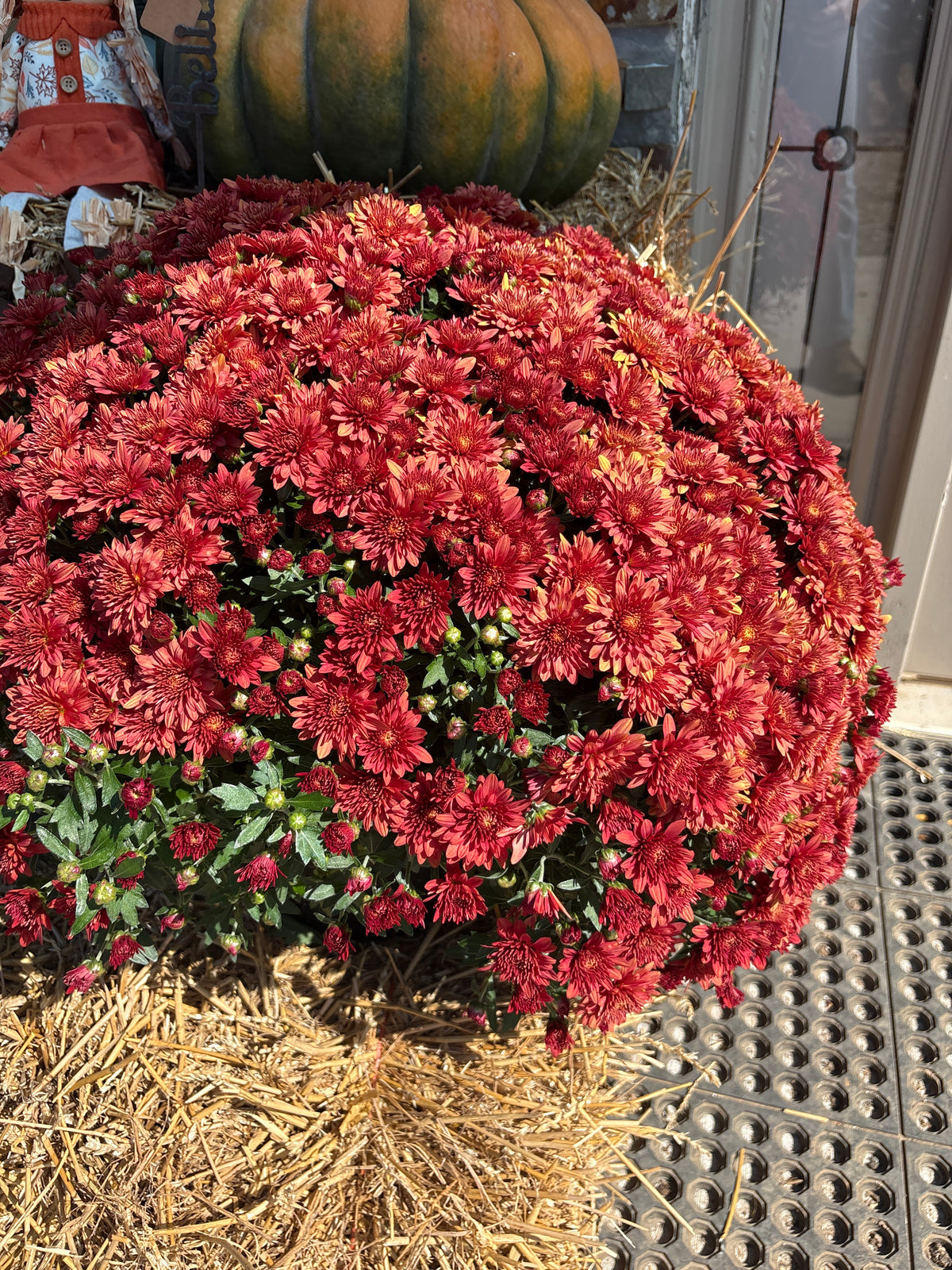 Mum's - 2026 Fall