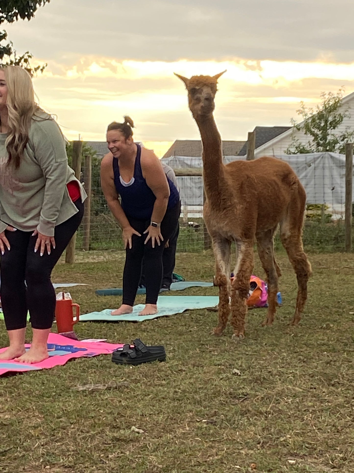 Alpaca Yoga