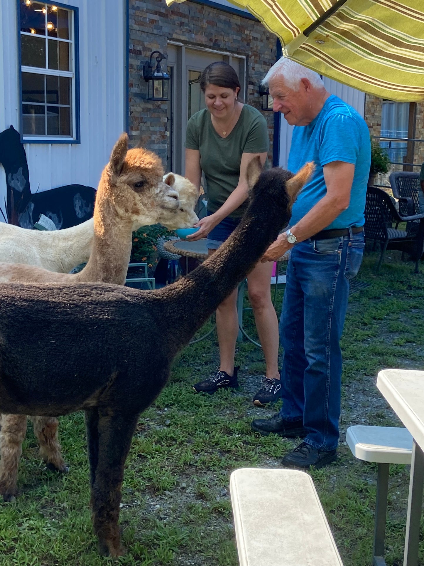 Private Group Alpaca Interaction