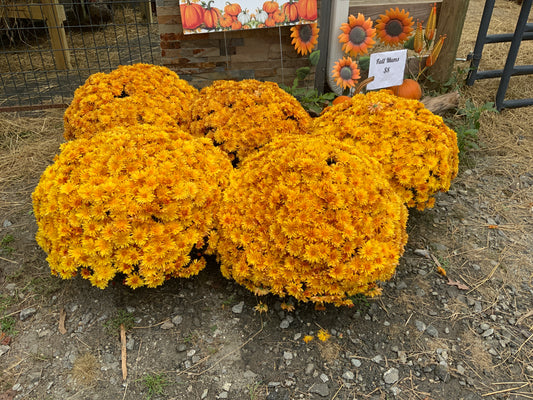Fall Mums