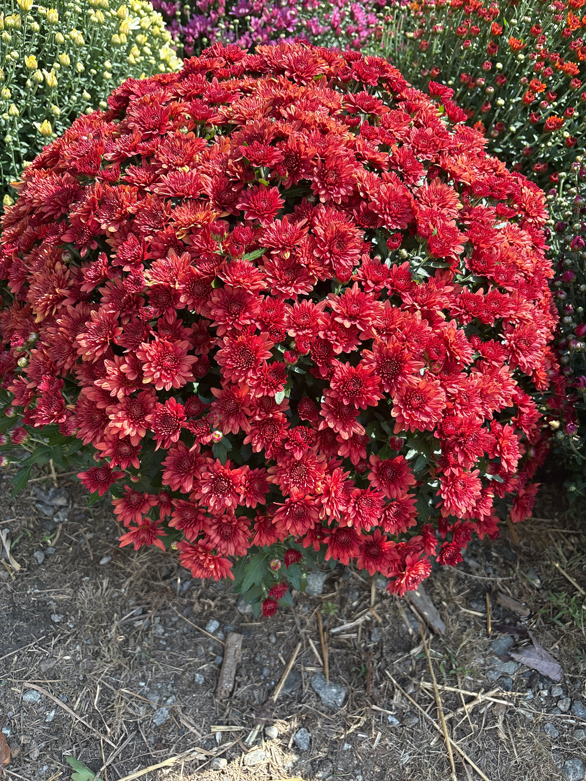 Mum's - 2026 Fall