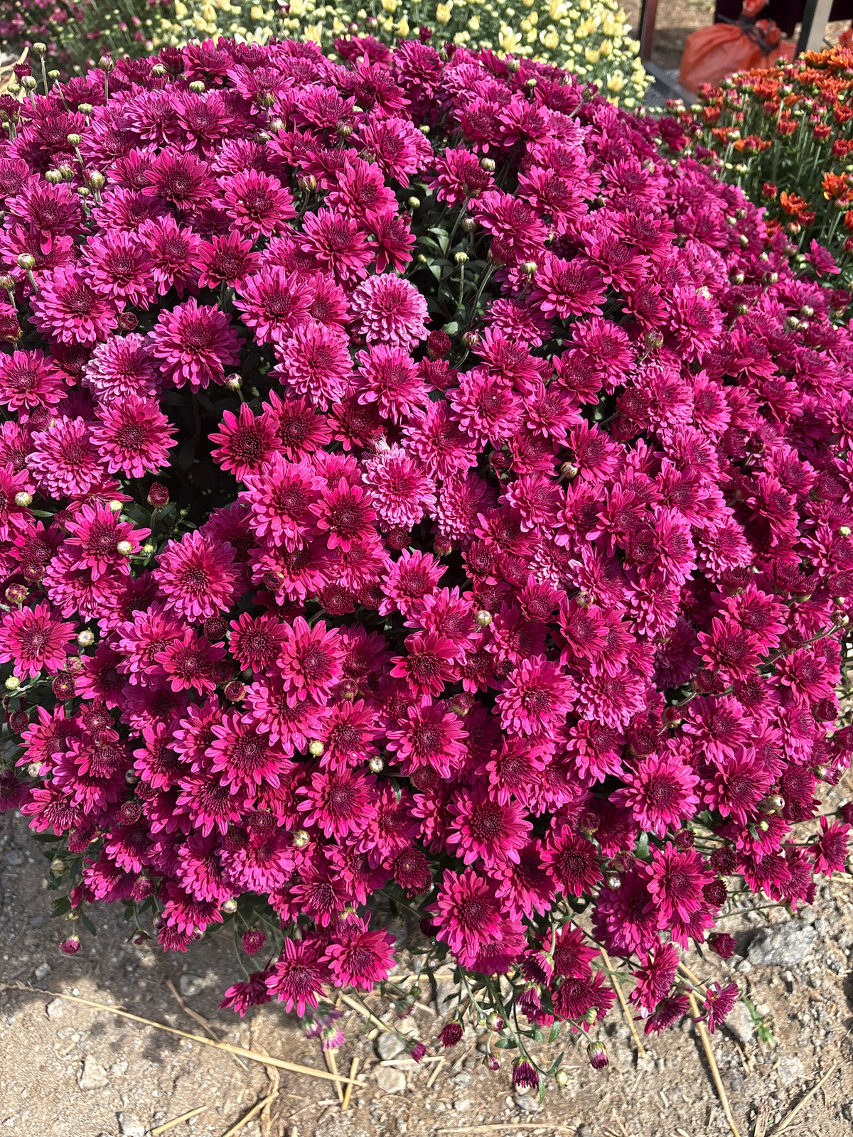 Mum's - 2026 Fall