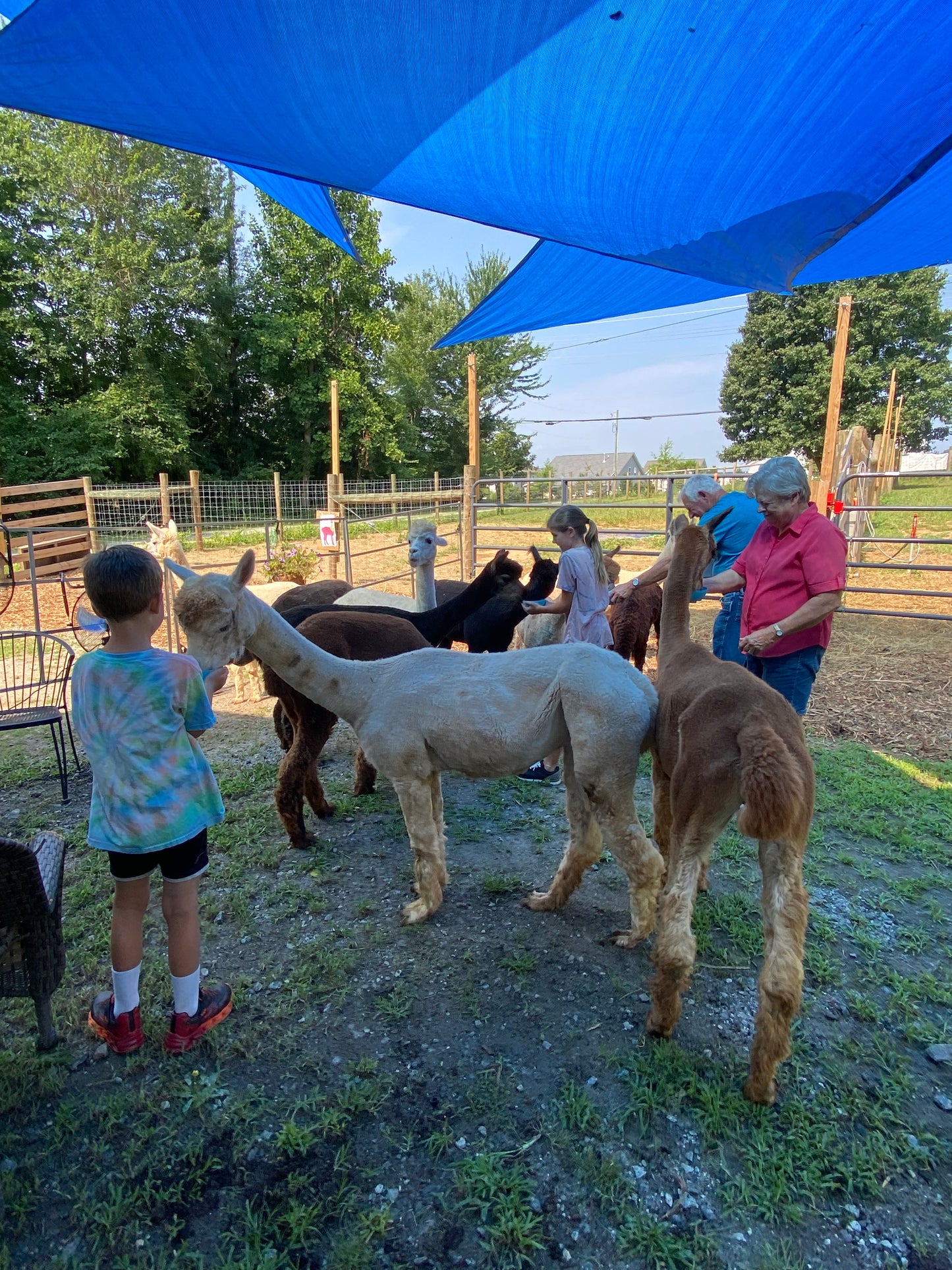 Private Group Alpaca Interaction
