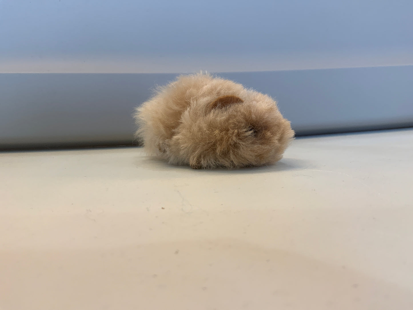 Guinea Pig Toy