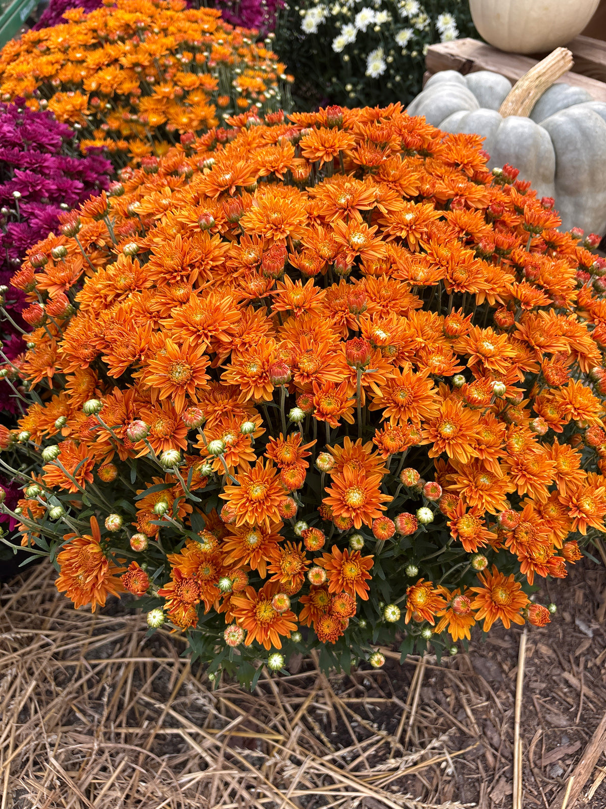 Mum's - 2026 Fall
