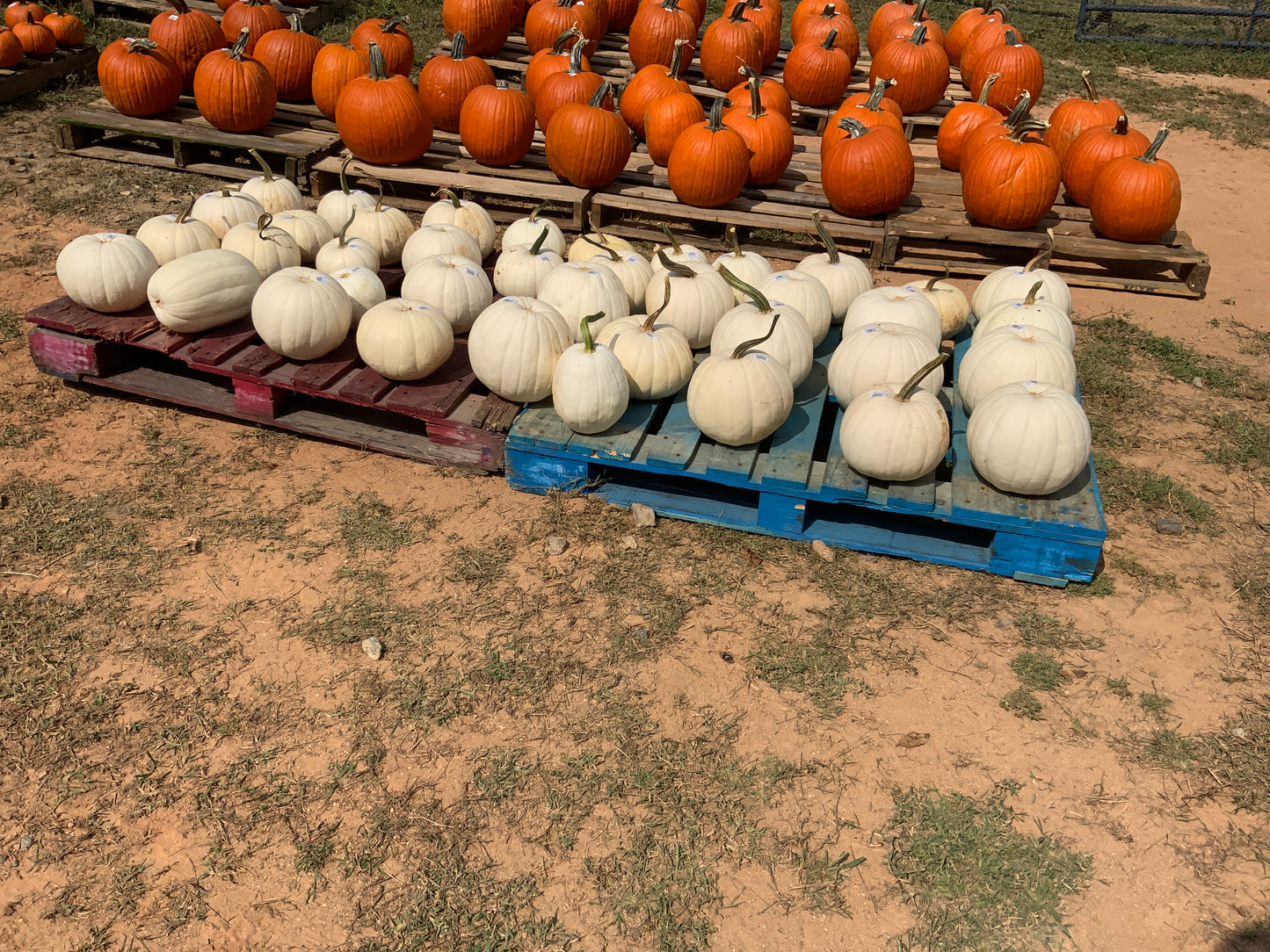 White Pumpkins