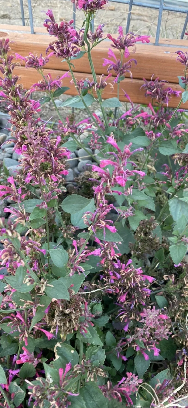 Mosquito plant 4”