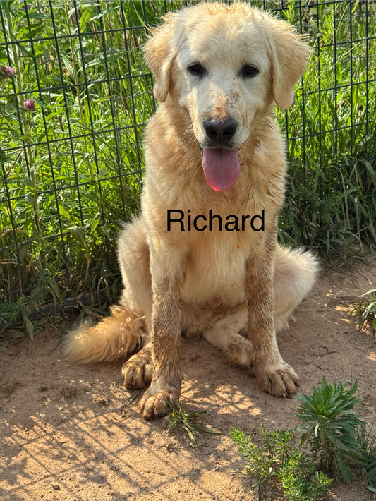 Italian Maremmano-Abruzzese Sheepdogs