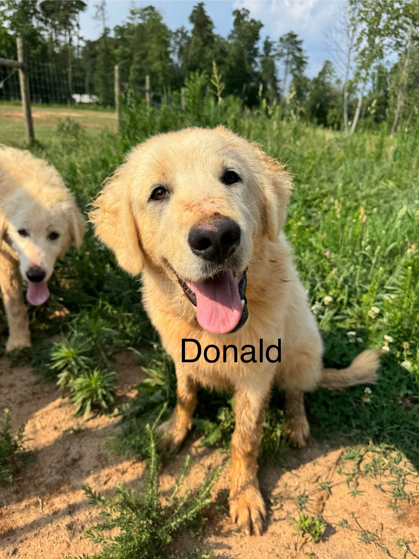 Italian Maremmano-Abruzzese Sheepdogs