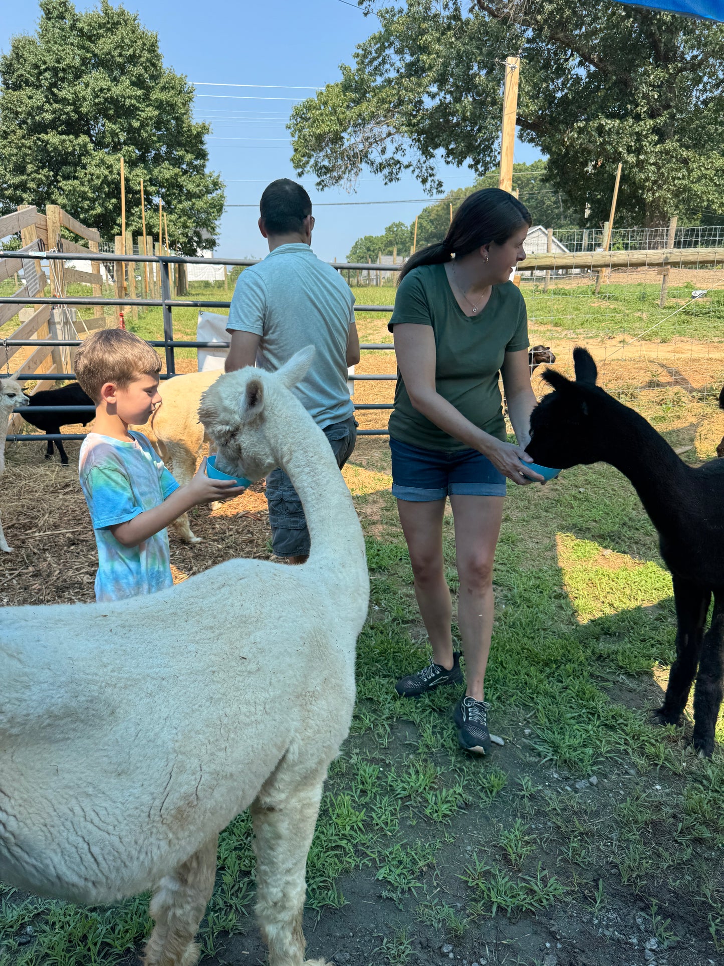 Private Group Alpaca Interaction